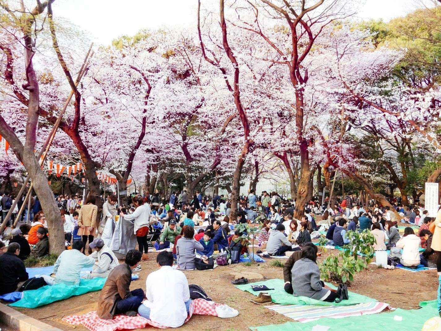 Du lịch Nhật Bản tháng 3 đón chào những lễ hội vui tưng bừng!