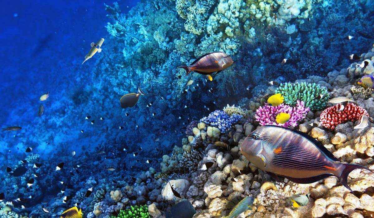 Vẻ đẹp từ rạn san hô của Great Barrier Reef