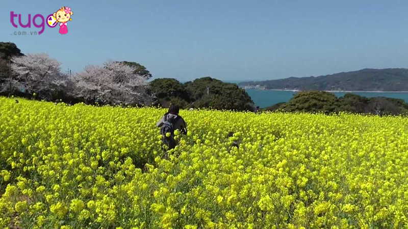 Nokonoshima nổi tiếng là hòn đảo công viên đẹp với nhiều loài hoa dại