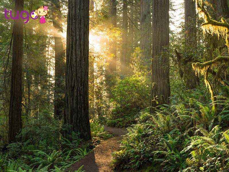Công viên quốc gia Redwood 
