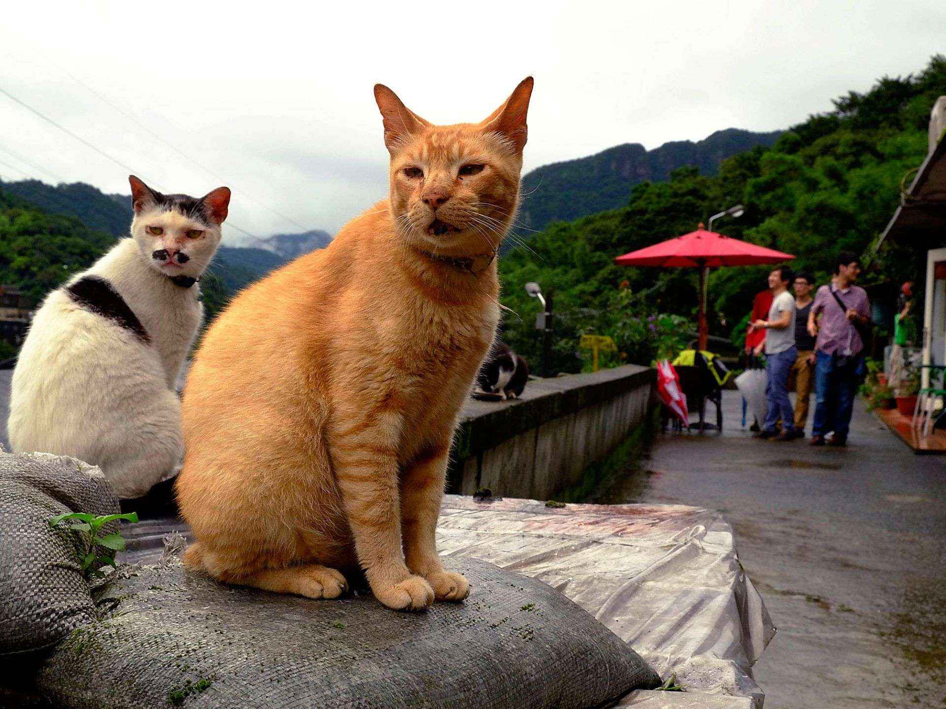 Houtong - Ngôi làng thú vị dành cho các tín đồ yêu mèo khám phá