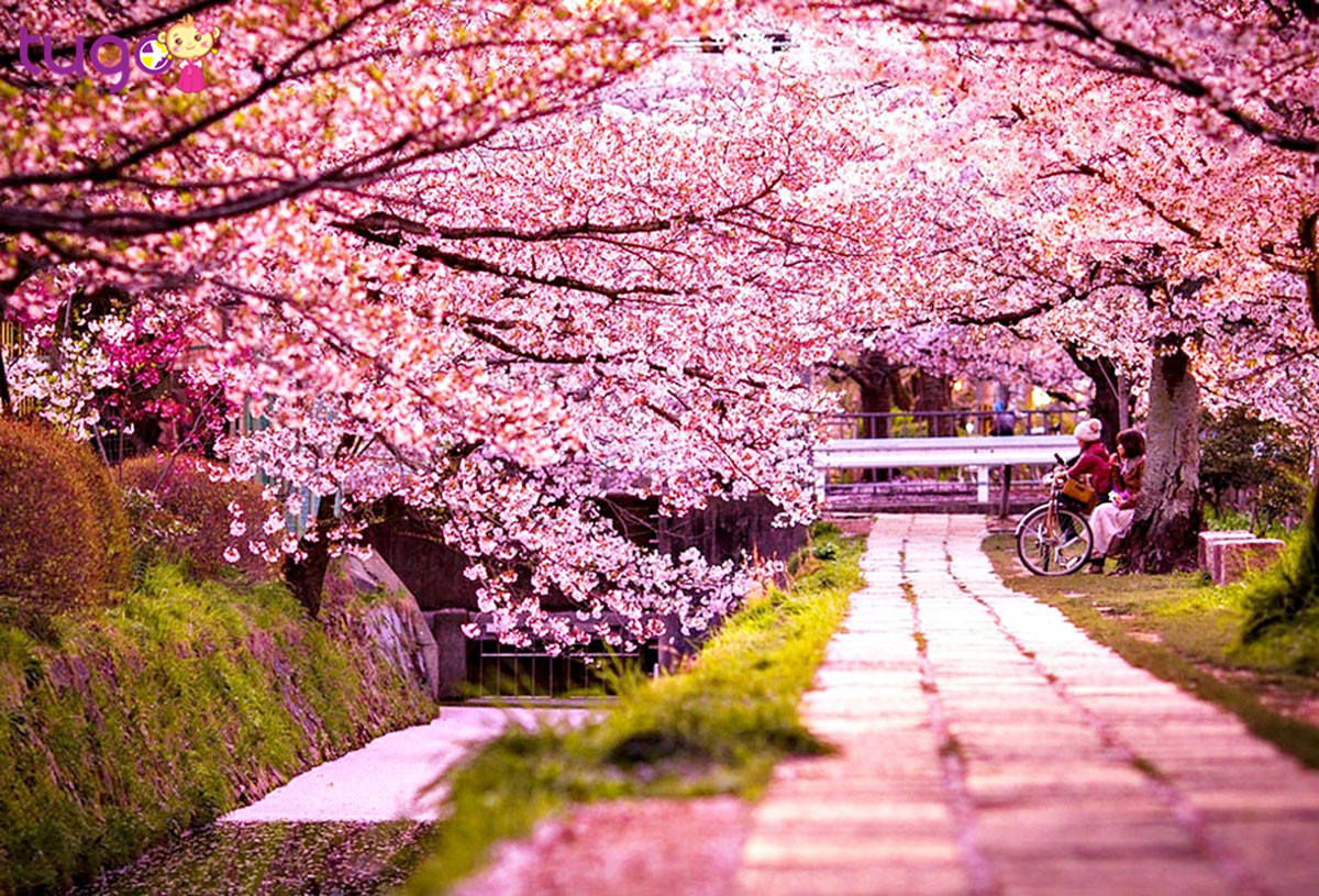 Đừng bỏ lỡ những trời hoa anh đào nở rộ của đất nước xinh đẹp Hàn Quốc