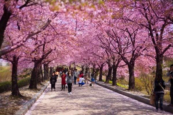 Lễ hội hoa anh đào Jeju