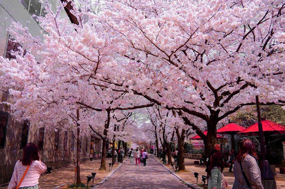 Công viên Inokashira – một gốc thơ mộng giữa lòng phố thị Tokyo
