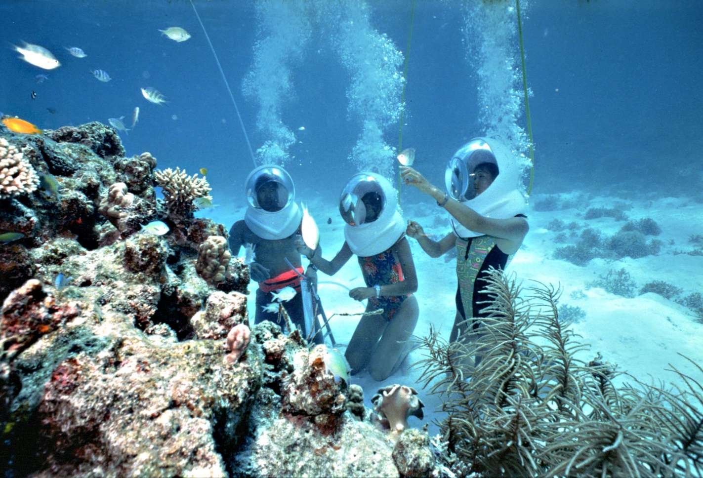 Bạn có thể tham gia chuơng trình lặn biển ngắm san hô ở đảo Coral 