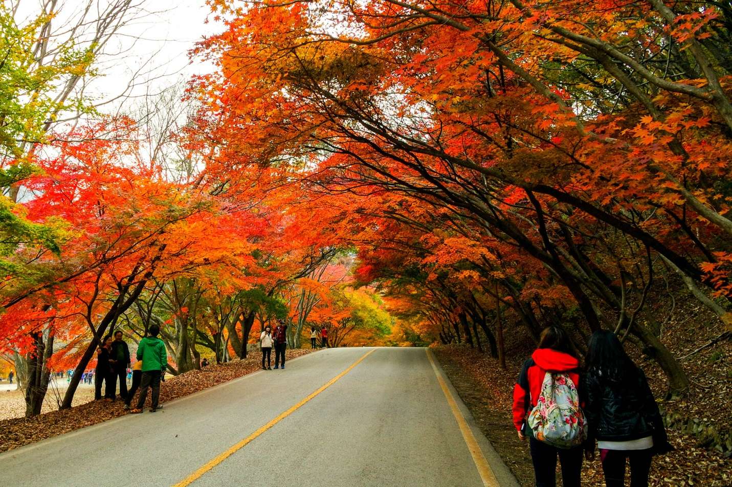 Mùa thu-thời điểm lí tưởng nhất trong năm để du lịch Hàn Quốc và trải nghiệm khung cảnh lá vàng rơi siêu lãng mạn