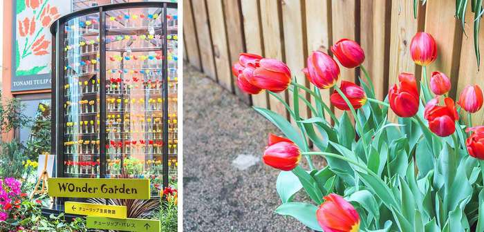 Thành phố Tonami nổi tiếng với loài hoa Tulip