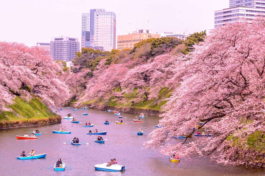 Dòng kênh Chidorigafuchi lãng mạn sắc anh đào giữa lòng Tokyo