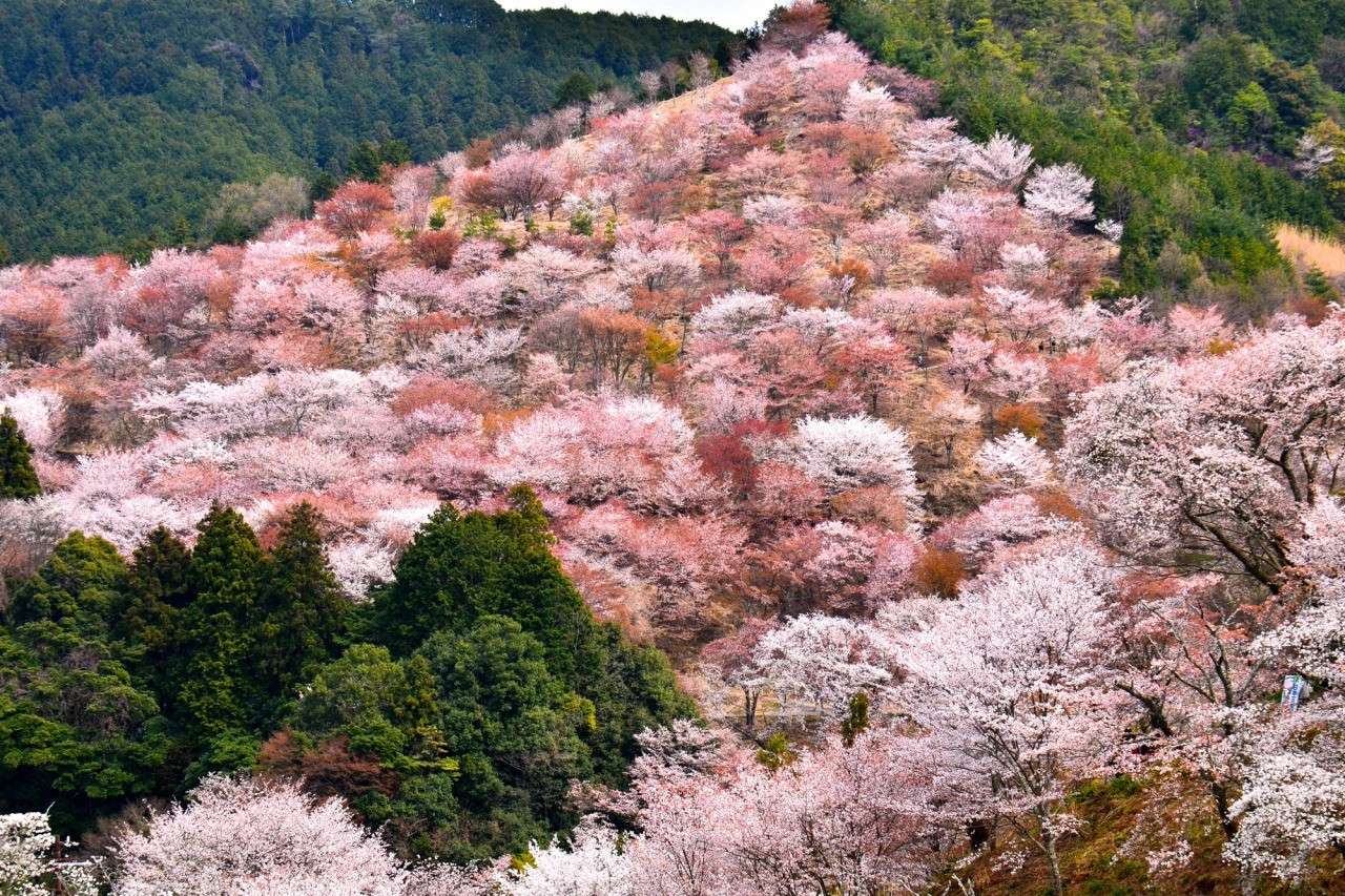 Núi Yoshino – địa điểm ngắm hoa anh đào đẹp nhất Nhật Bản
