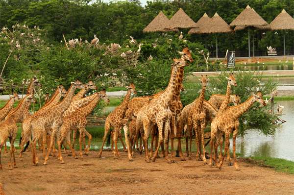 Vườn thú có nhiều loài động vật đặc trưng khắp nơi trên thế giới