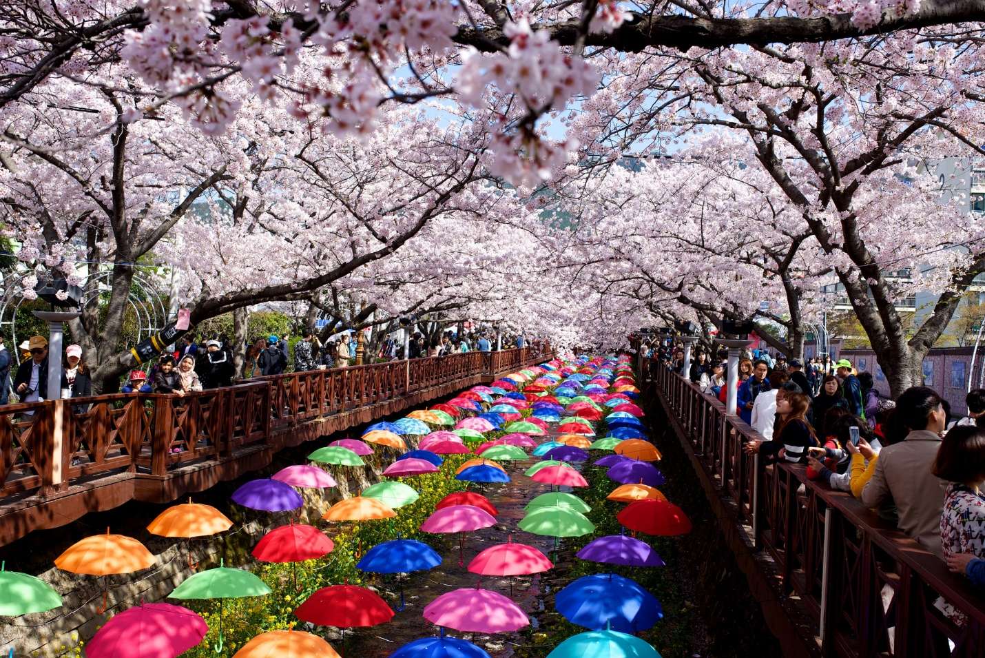 Lễ hội hoa anh đào ở Jinhae, tỉnh Gyeongnam thu hút khách du lịch