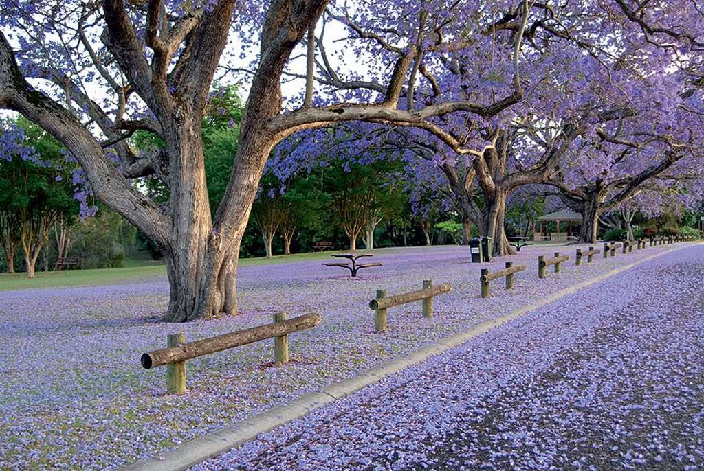 Ở Úc, thấy hoa Jacaranda là thấy mùa xuân
