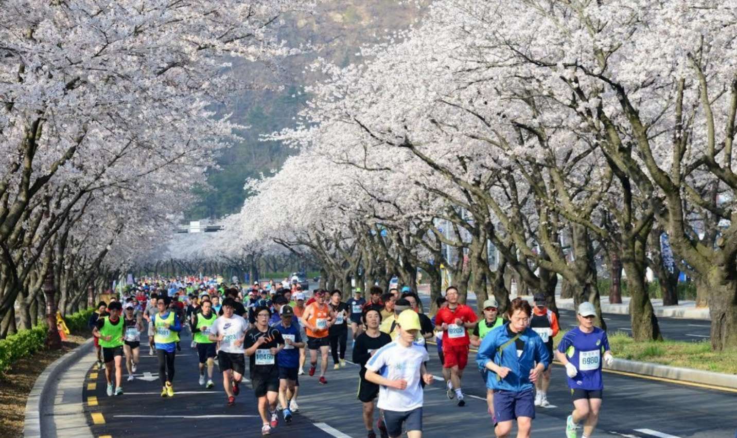 Marathon hoa anh đào ở Gyeongju