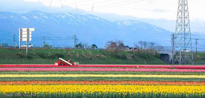 Hàng triệu đóa hoa Tulip khoe sắc rực rỡ