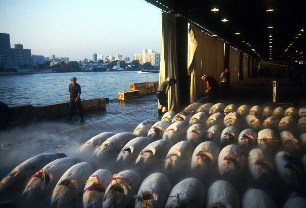 Chợ cá Tsukiji rất đông nên bạn phải nhanh tay lẹ mắt đăng kí trước khi đến