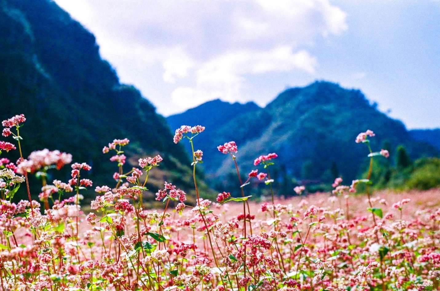 Chút nhẹ nhàng mong manh của hoa tam giác mạch làm cho cảnh núi non hiểm trở ở Hà Giang trở nên hiền hòa hơn rất nhiều