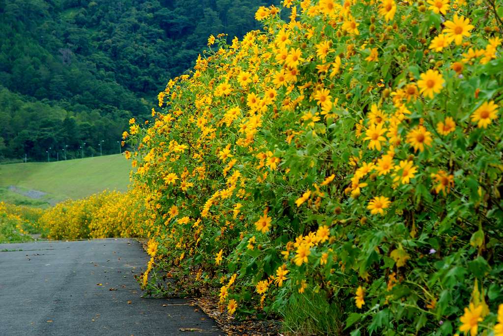 Cung đường ngắm hoa ở Đà Lạt vô cùng đẹp nhưng có phần nguy hiểm với nhũng ai chưa quen lái xe đường đèo dốc nhiều sương mù