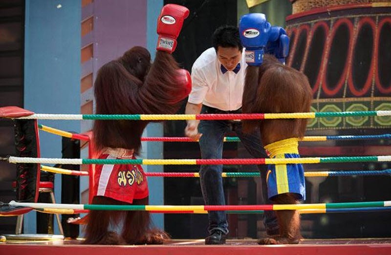Show “đấu võ” của các bạn tinh tinh, khỉ đột