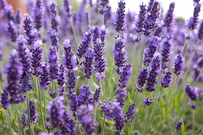 cánh đồng hoa lavender nổi tiếng nhật bản tugo.com.vn