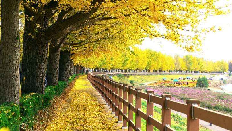 Hình ảnh mùa thu đẹp lãng mạn nhất thế giới Hà Nội Spirit Of Place