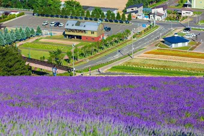 cánh đồng hoa lavender nổi tiếng nhật bản tugo.com.vn