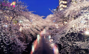 Vườn quốc gia Shinjuku Gyoen sẽ cho bạn chiêm ngưỡng thiên đường thật sự