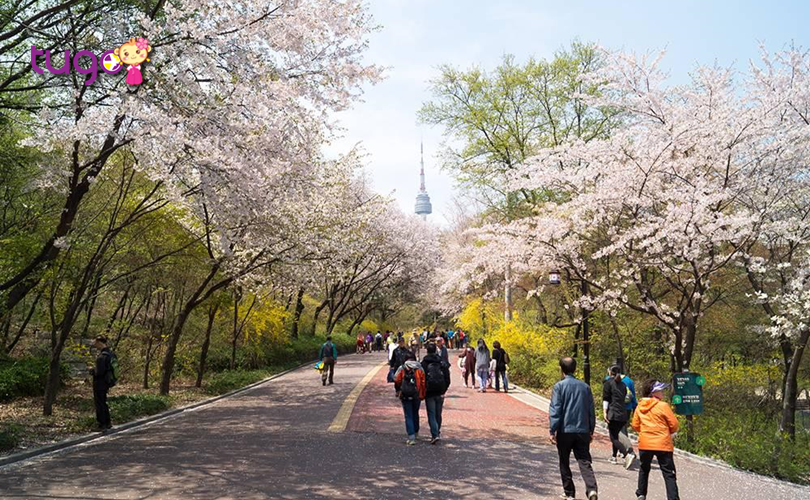 Con đường hoa anh đào thơ mộng, trải dài khắp công viên Namsan