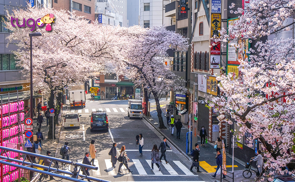 Con đường hoa anh đào ở Shibuya
