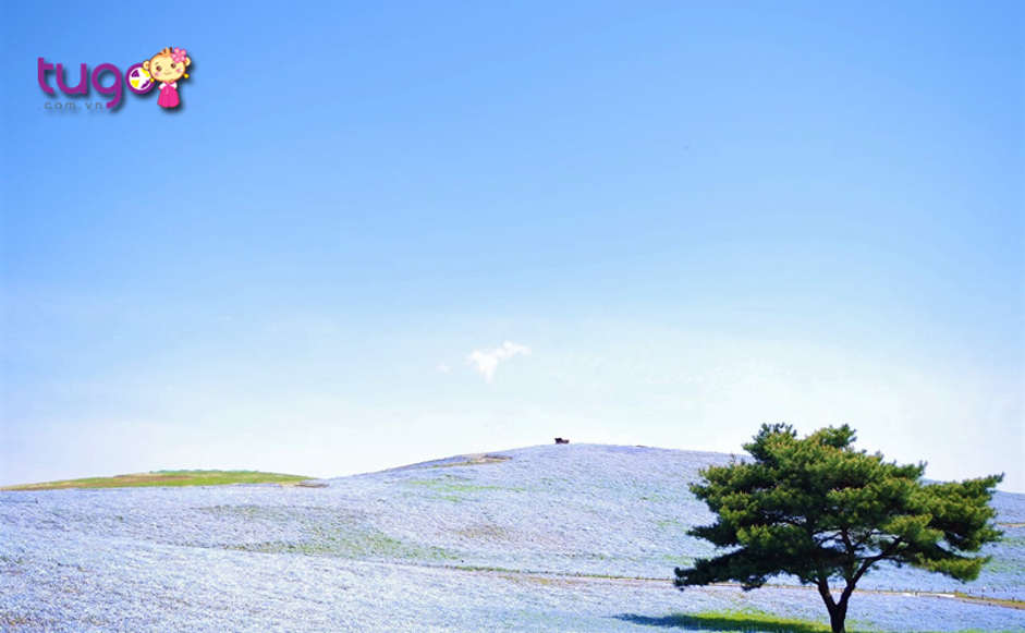 Cánh đồng hoa rộng lớn trải dài vô tận ở Miharashi Hills