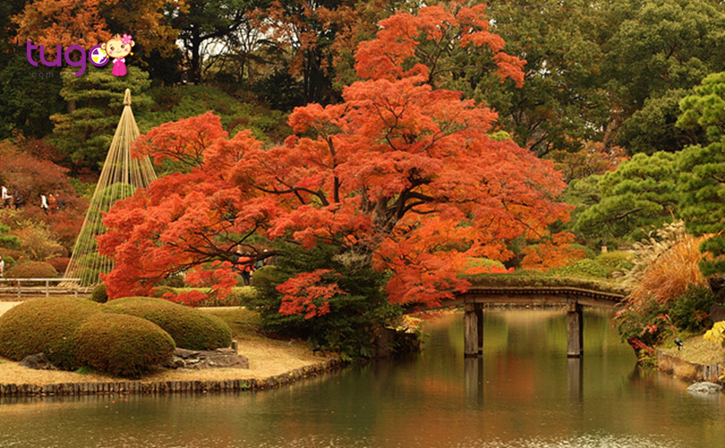 Công viên Rikugien, Tokyo chính là địa điểm ngắm mùa thu tuyệt vời mà du khách rất nên ghé thăm khi du lịch Nhật Bản tháng 10