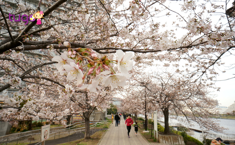 Cảnh sắc mùa xuân quyến rũ tại đất nước Nhật Bản