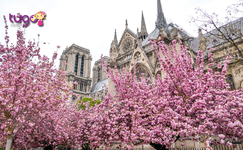 Cảnh sắc mùa xuân tuyệt đẹp ở thủ đô Paris