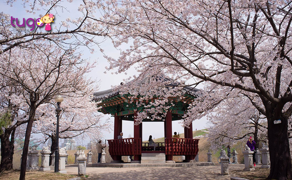Cảnh sắc rực rỡ của hoa anh đào ở Hàn Quốc vào mùa xuân