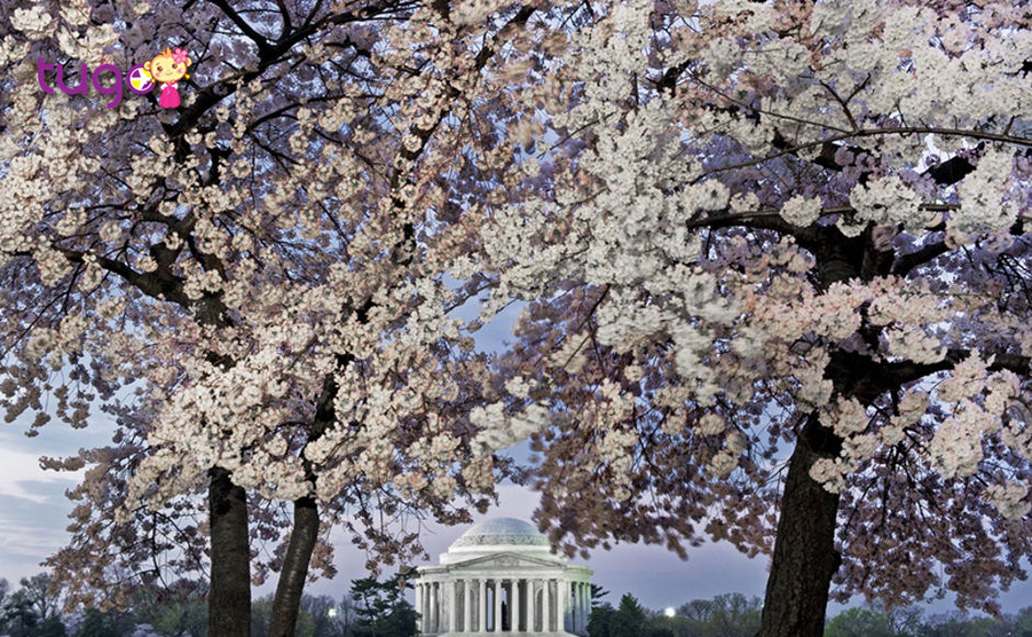 Cảnh sắc rực rỡ tại Mỹ vào mùa xuân