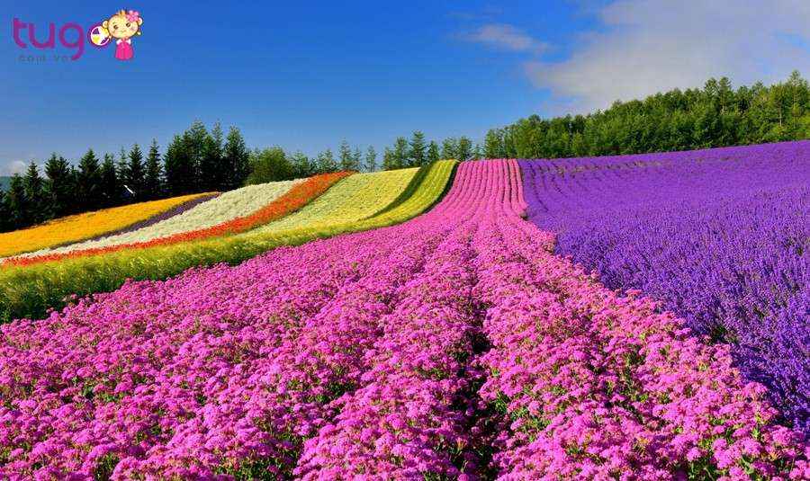 Hokkaido mùa hạ với muôn hương hoa khoe sắc