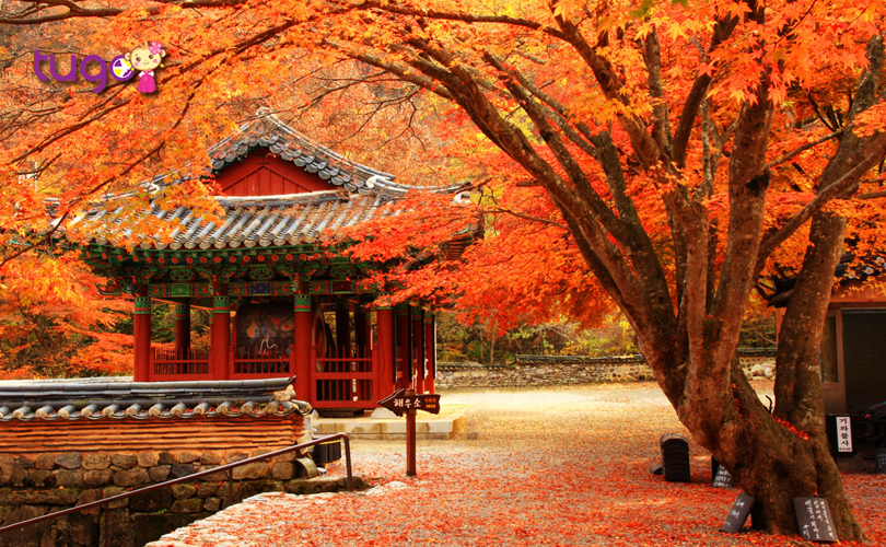 Do sự khác biệt về địa lý nên thời điểm diễn ra mùa lá đỏ ở Hàn Quốc ở mỗi nơi sẽ không giống nhau