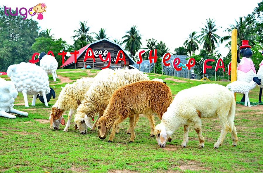 Nông trại cừu này sẽ đốn tim du khách bởi sự “cute phô mai que”