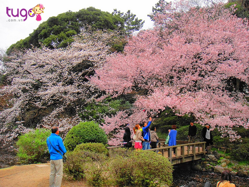 Công viên Shinjuku chính là điểm ngắm hoa anh đào đẹp nhất ở Nhật Bản