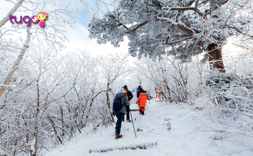 Gangwon - Thiên đường của những hoạt động dành cho mùa đông không thể bỏ lỡ