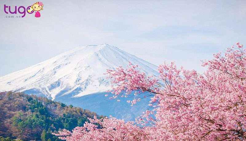 Mùa xuân Nhật Bản nổi tiếng với những sắc hoa rực rỡ, đặc biệt là hoa anh đào.