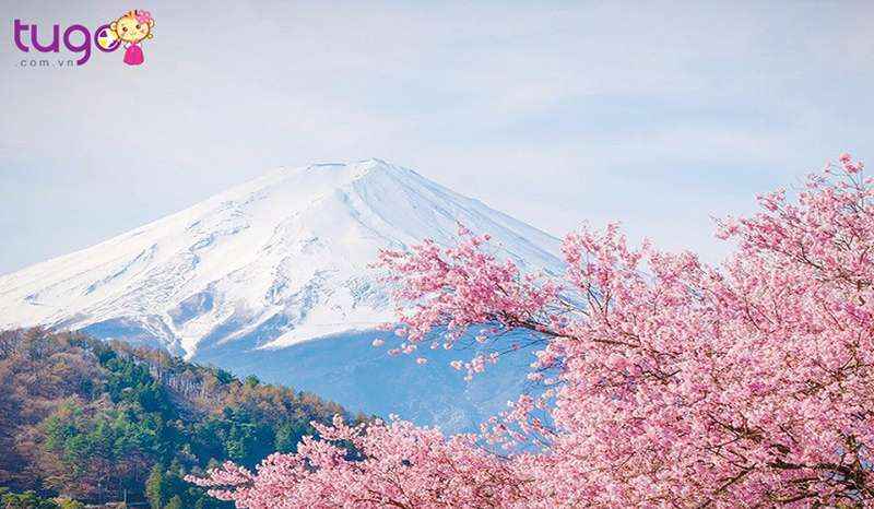 Mùa xuân Nhật Bản nổi tiếng với những sắc hoa rực rỡ, đặc biệt là hoa anh đào.