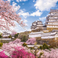 Hoa anh đào nở rộ càng làm nổi bật vẻ đẹp độc đáo của lâu đài Himeji