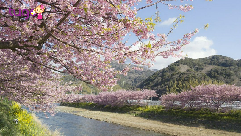 Hoa anh đào nở rộ, khoe sắc yêu kiều giữa trời đông Nhật Bản