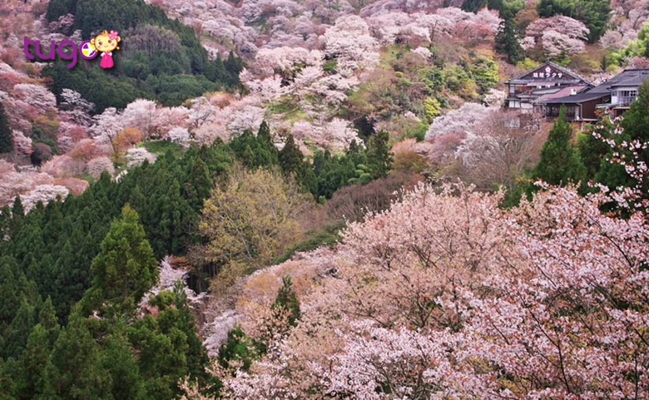Hàng chục ngàn gốc anh đào nở rộ ở Yoshinoyama vào mùa xuân