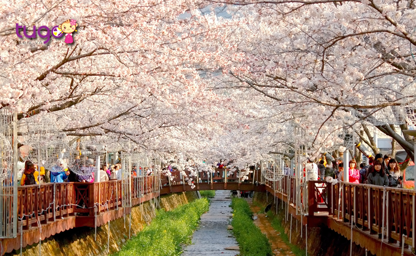 Khung cảnh mùa xuân quyến rũ ở Busan