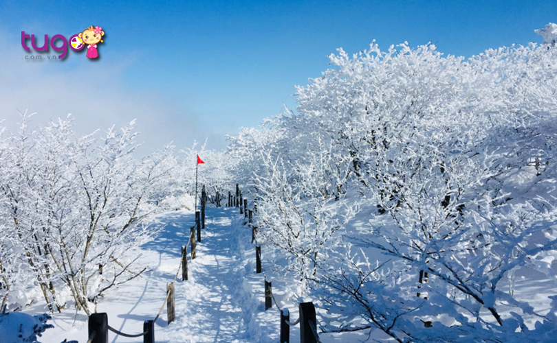 Khung cảnh mùa đông ấn tượng trên đảo Jeju, Hàn Quốc
