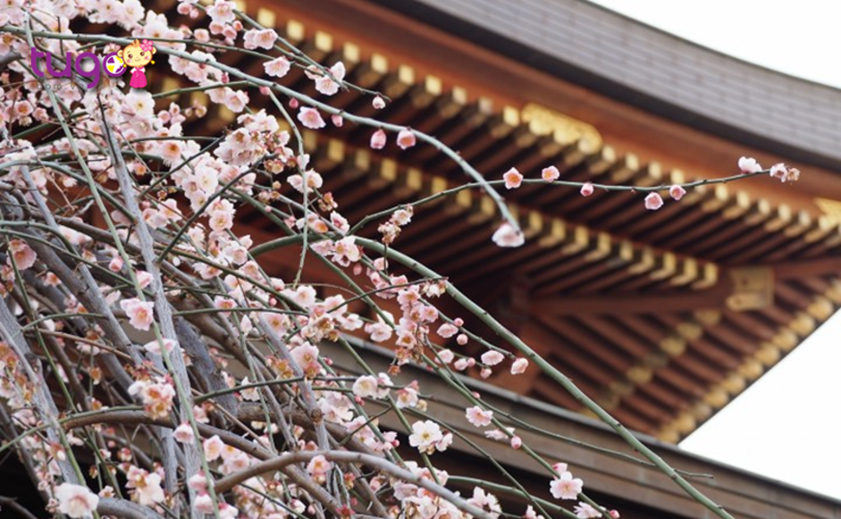 Khung cảnh thiên nhiên yên bình, thơ mộng ở ngôi chùa Yushima Tenmangu nổi tiếng