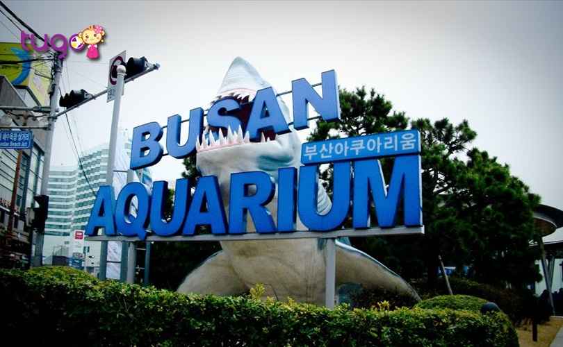 lac-loi-giua-dai-duong-tai-vien-hai-duong-busan-aquarium