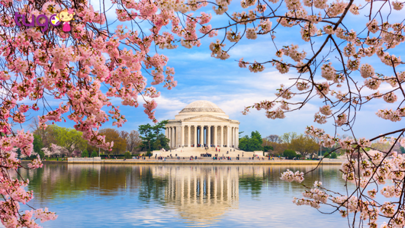 Lễ hội hoa anh đào là một trong những sự kiện được trông chờ nhất vào mùa xuân ở Mỹ
