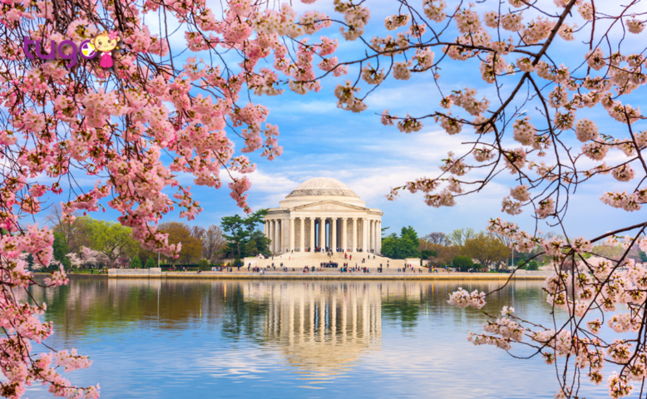 Lễ hội hoa anh đào là một trong những sự kiện được trông chờ nhất vào mùa xuân ở Mỹ